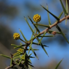 Acacia ulicifolia at Carwoola, NSW - 24 Aug 2019 10:12 AM