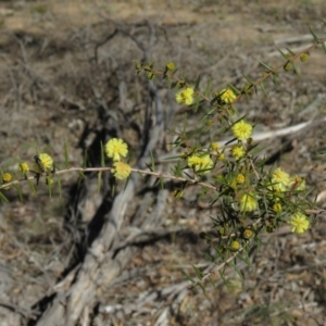 Acacia ulicifolia at Carwoola, NSW - 24 Aug 2019 10:12 AM