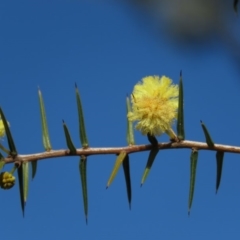 Acacia ulicifolia at Carwoola, NSW - 24 Aug 2019