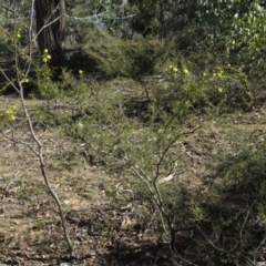 Acacia ulicifolia at Carwoola, NSW - 24 Aug 2019