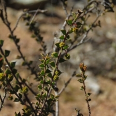 Acacia gunnii (Ploughshare Wattle) at Stony Creek Nature Reserve - 24 Aug 2019 by KumikoCallaway