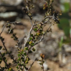 Acacia gunnii at Carwoola, NSW - 24 Aug 2019