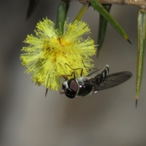 Melangyna sp. (genus) at Carwoola, NSW - 24 Aug 2019 10:11 AM