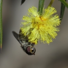 Melangyna sp. (genus) at Carwoola, NSW - 24 Aug 2019 10:11 AM