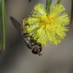 Melangyna sp. (genus) at Carwoola, NSW - 24 Aug 2019