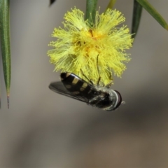 Melangyna sp. (genus) at Carwoola, NSW - 24 Aug 2019 10:11 AM