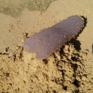 Pyrosoma atlantica at Bermagui, NSW - 23 Aug 2019