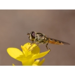 Syrphini sp. (tribe) (Unidentified syrphine hover fly) at Mount Majura - 23 Aug 2019 by kdm