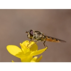 Syrphini (tribe) (Unidentified syrphine hover fly) at Watson, ACT - 24 Aug 2019 by kdm