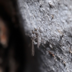 Empididae sp. (family) (Dance fly) at ANBG - 12 Aug 2019 by TimL