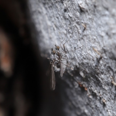 Empididae sp. (family) (Dance fly) at ANBG - 12 Aug 2019 by TimL