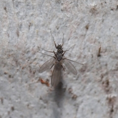 Empididae (family) at Hackett, ACT - 12 Aug 2019 12:50 PM