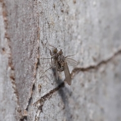 Empididae sp. (family) at Hackett, ACT - 12 Aug 2019