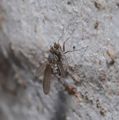 Empididae (family) at Hackett, ACT - 12 Aug 2019 12:50 PM