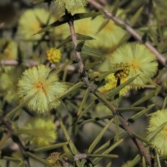 Acacia ulicifolia (Prickly Moses) at Fadden, ACT - 24 Aug 2019 by KumikoCallaway