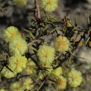 Acacia ulicifolia at Fadden, ACT - 24 Aug 2019 02:38 PM