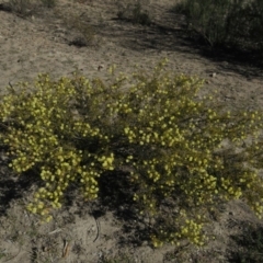 Acacia ulicifolia at Fadden, ACT - 24 Aug 2019 02:38 PM