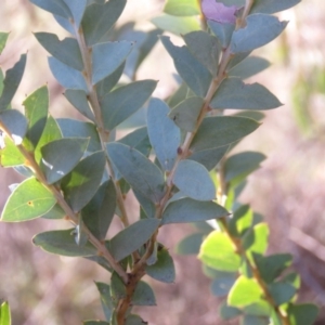 Acacia cultriformis at Fadden, ACT - 24 Aug 2019