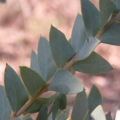 Acacia cultriformis at Fadden, ACT - 24 Aug 2019