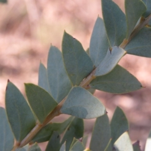 Acacia cultriformis at Fadden, ACT - 24 Aug 2019