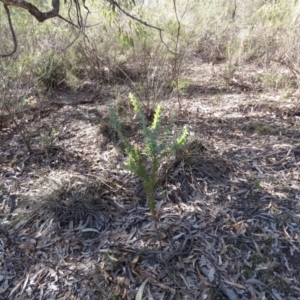 Acacia cultriformis at Fadden, ACT - 24 Aug 2019