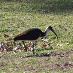 Threskiornis spinicollis (Straw-necked Ibis) at Red Hill to Yarralumla Creek - 23 Aug 2019 by LisaH