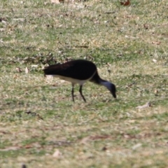 Threskiornis spinicollis at Hughes, ACT - 23 Aug 2019 03:54 PM