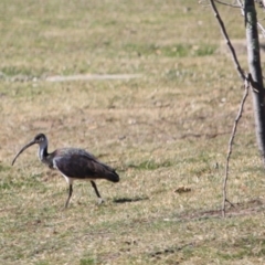 Threskiornis spinicollis at Hughes, ACT - 23 Aug 2019 03:54 PM