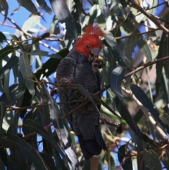 Callocephalon fimbriatum (Gang-gang Cockatoo) at Red Hill to Yarralumla Creek - 23 Aug 2019 by LisaH