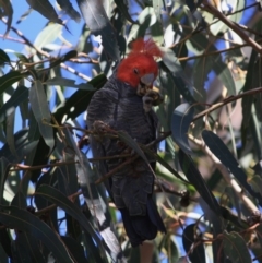 Callocephalon fimbriatum (Gang-gang Cockatoo) at Hughes, ACT - 23 Aug 2019 by LisaH