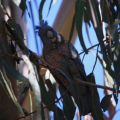 Callocephalon fimbriatum at Hughes, ACT - 23 Aug 2019