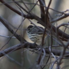 Pyrrholaemus sagittatus (Speckled Warbler) at Red Hill Nature Reserve - 23 Aug 2019 by LisaH