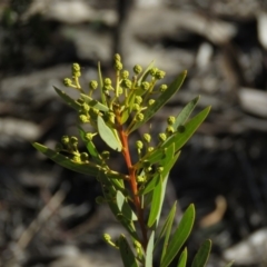 Acacia rubida (Red-stemmed Wattle, Red-leaved Wattle) at Wanniassa Hill - 24 Aug 2019 by KumikoCallaway