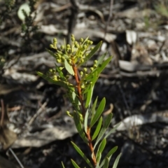 Acacia rubida at Fadden, ACT - 24 Aug 2019 03:00 PM