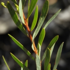 Acacia rubida at Fadden, ACT - 24 Aug 2019