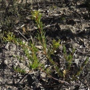 Acacia rubida at Fadden, ACT - 24 Aug 2019 03:00 PM