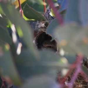 Smicrornis brevirostris at Deakin, ACT - 23 Aug 2019