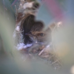 Smicrornis brevirostris at Deakin, ACT - 23 Aug 2019