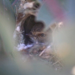 Smicrornis brevirostris at Deakin, ACT - 23 Aug 2019