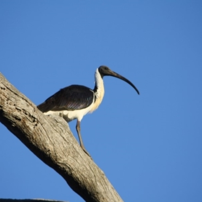 Threskiornis spinicollis (Straw-necked Ibis) at Deakin, ACT - 24 Aug 2019 by LisaH