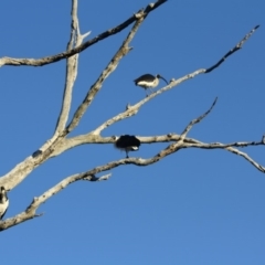 Threskiornis spinicollis at Deakin, ACT - 24 Aug 2019