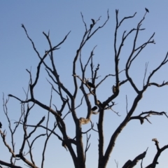 Threskiornis spinicollis at Deakin, ACT - 24 Aug 2019