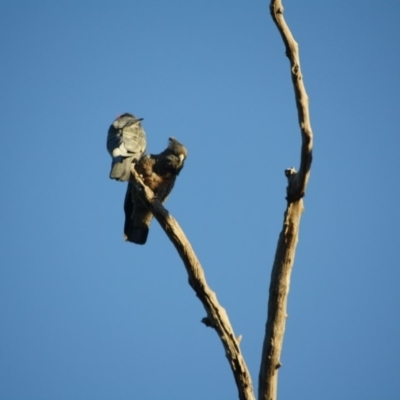 Callocephalon fimbriatum (Gang-gang Cockatoo) at Red Hill to Yarralumla Creek - 23 Aug 2019 by LisaH