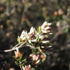 Brachyloma daphnoides (Daphne Heath) at Fadden, ACT - 24 Aug 2019 by KumikoCallaway