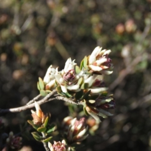 Brachyloma daphnoides at Fadden, ACT - 24 Aug 2019