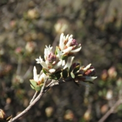 Brachyloma daphnoides at Fadden, ACT - 24 Aug 2019 03:08 PM