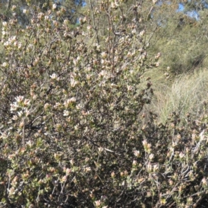 Brachyloma daphnoides at Fadden, ACT - 24 Aug 2019