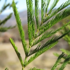 Acacia decurrens (Green Wattle) at Wanniassa Hill - 24 Aug 2019 by KumikoCallaway