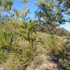 Acacia decurrens at Fadden, ACT - 24 Aug 2019