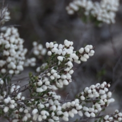 Cryptandra amara at Wanniassa, ACT - 24 Aug 2019